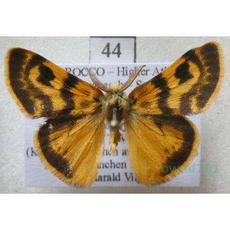 Orgyia splendida Rambur, 1842 male Morocco44